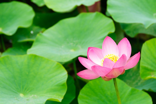 おすすめの蓮の花の造花をご紹介 はなどんやマガジン