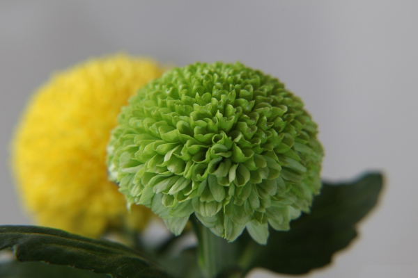 ピンポンマムの造花は和と洋で簡単アレンジ！   はなどんやマガジン