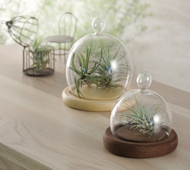 透き通るガラスが夏の暑さを和らる～ガラスドームとガラスボトル