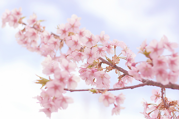 春のディスプレイにぴったりな桜の造花 はなどんやマガジン