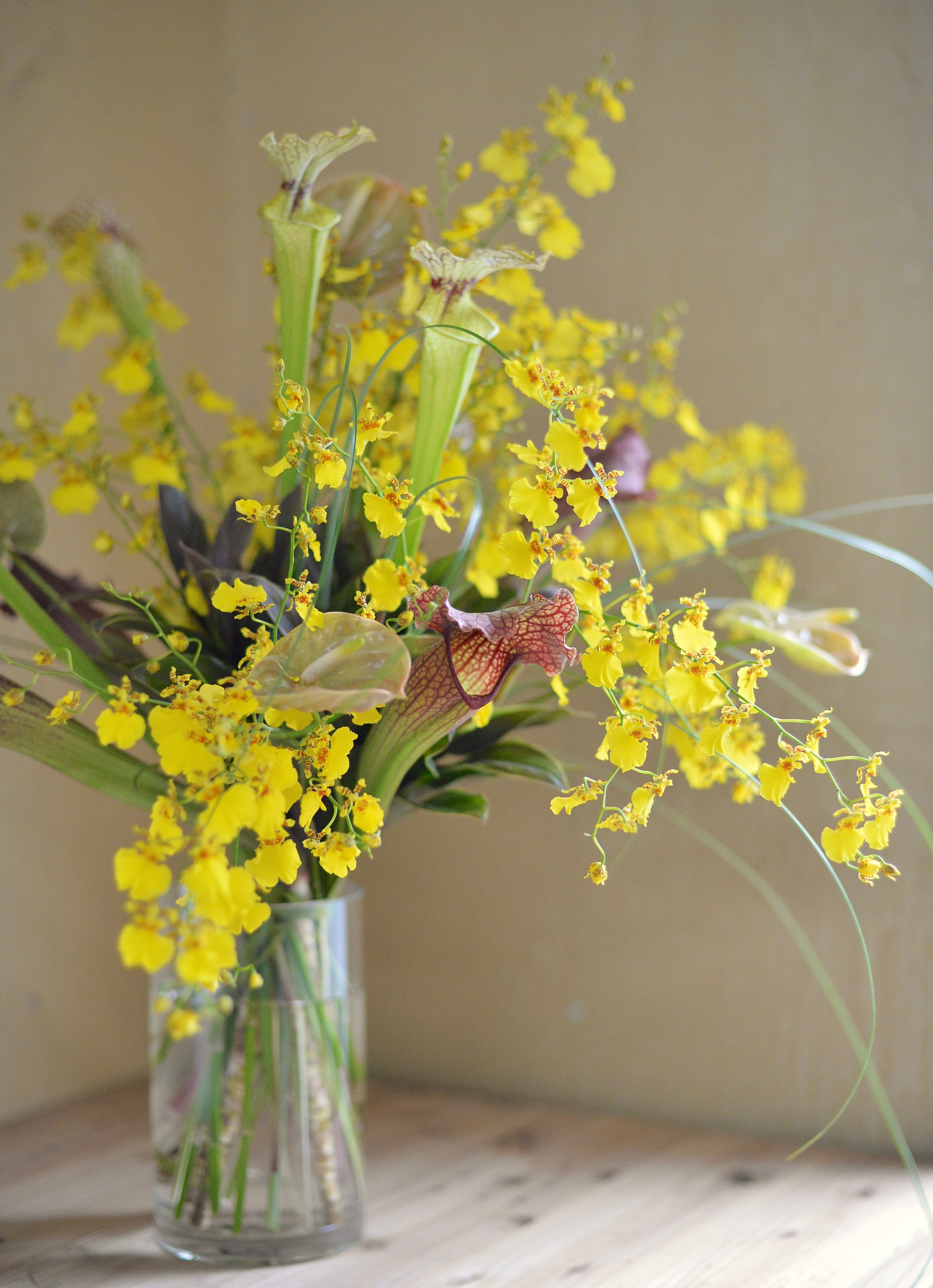 うきうき花レシピ 食虫植物サラセニアとオンシジュームのサマーアレンジ はなどんやマガジン うきうき花レシピ 食虫植物サラセニアとオンシジュームのサマーアレンジ はなどんやマガジン