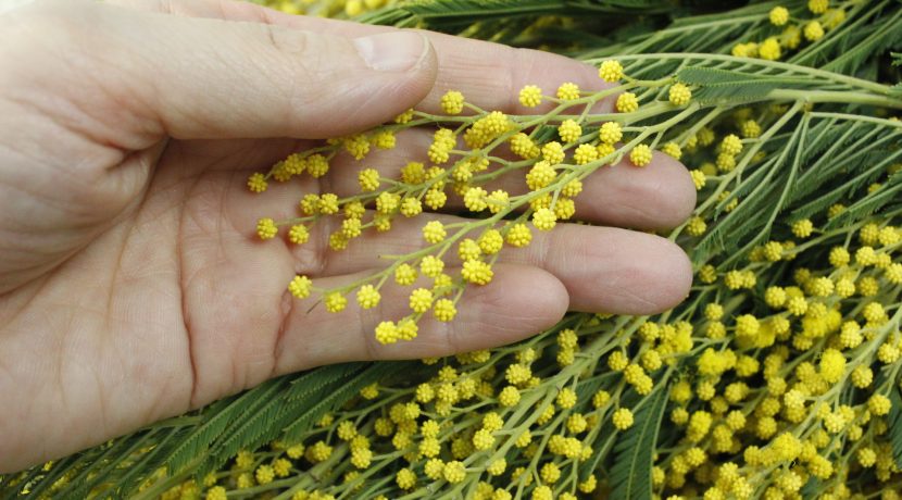 生花ミモザ 開花のための水揚げ実験 はなどんやマガジン