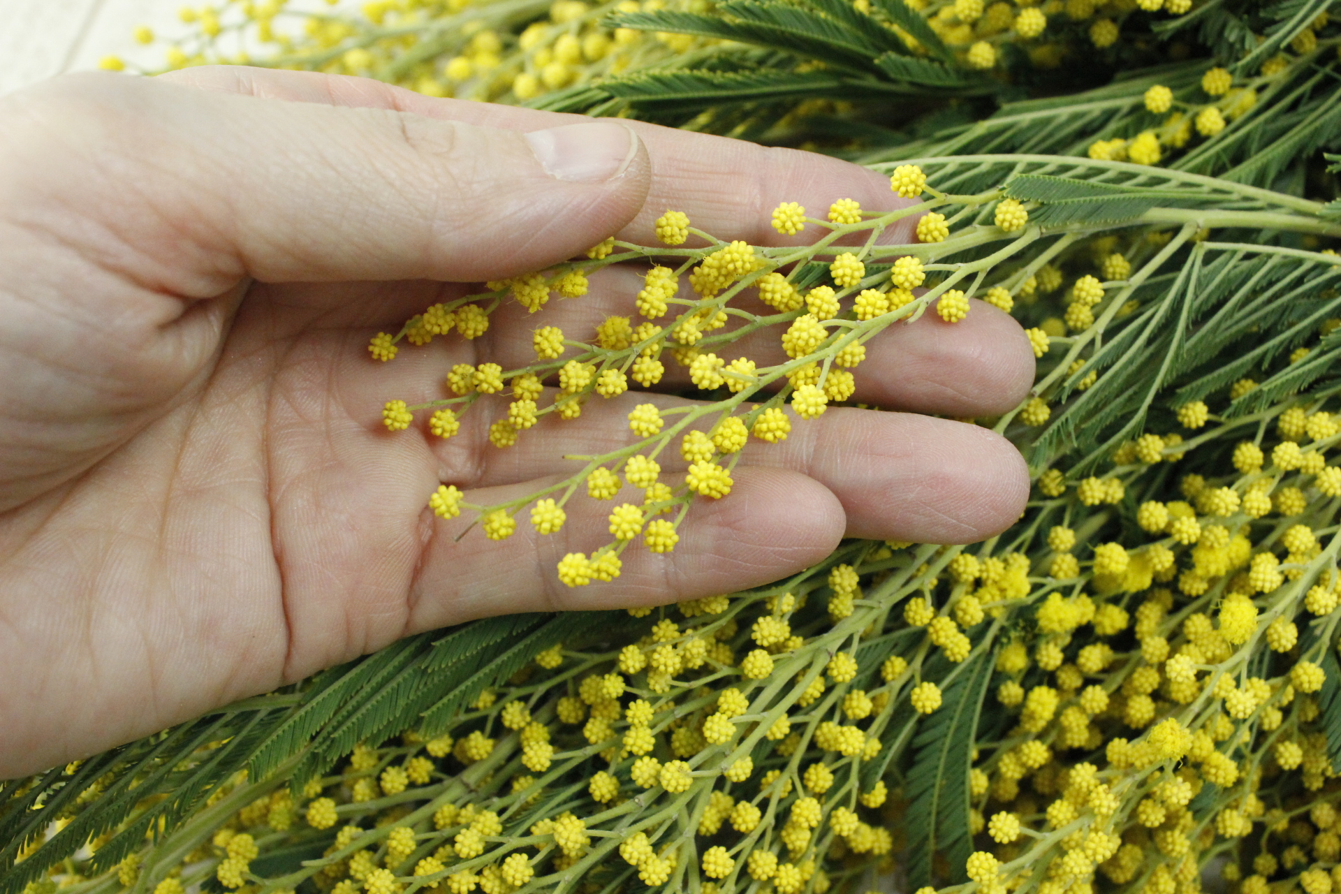 生花ミモザ 開花のための水揚げ実験 はなどんやマガジン