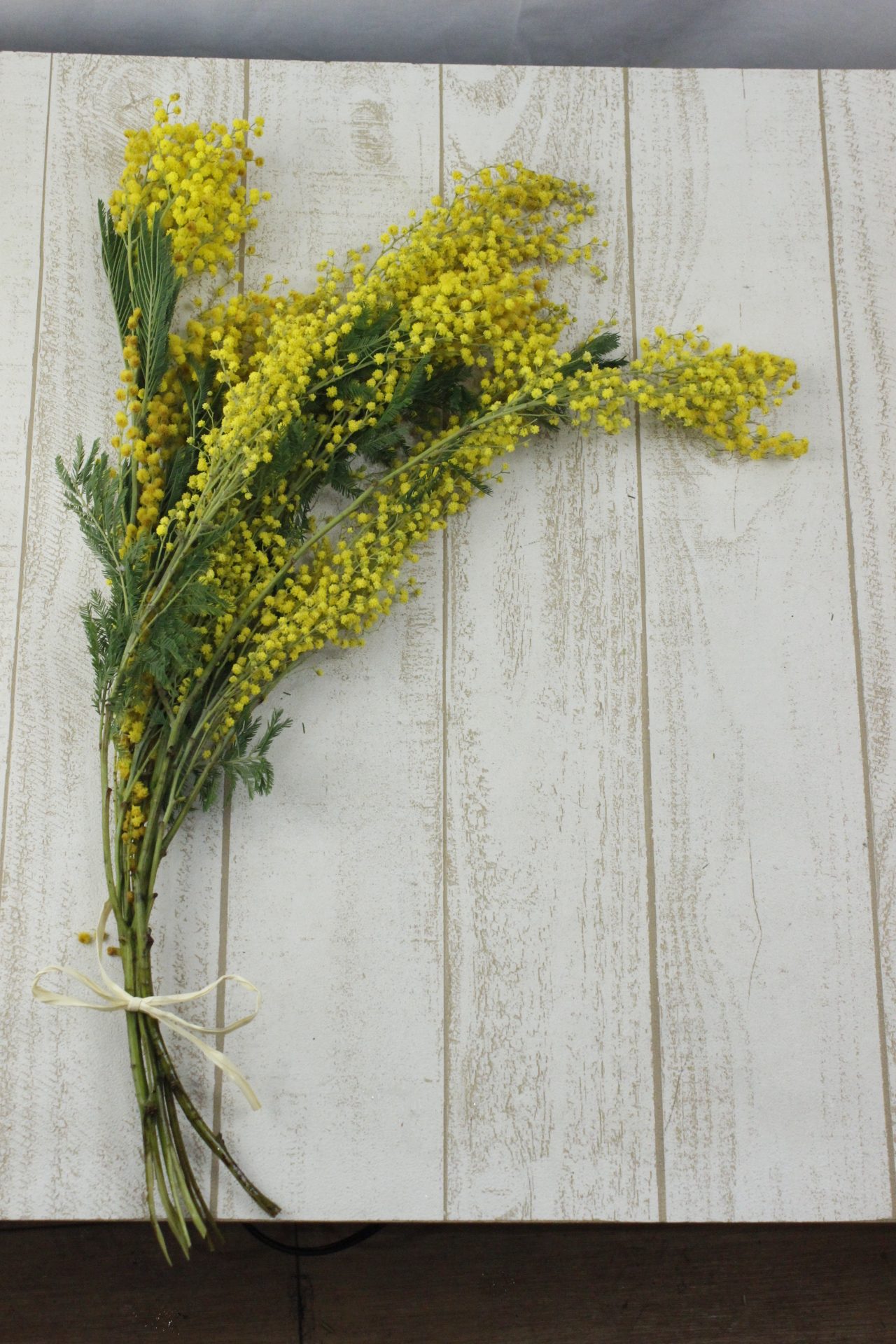 生花ミモザ 開花のための水揚げ実験 はなどんやマガジン