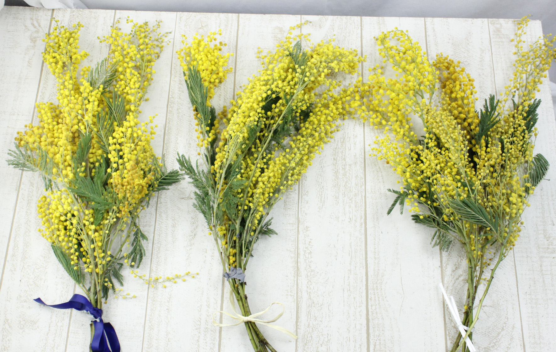 生花ミモザ 開花のための水揚げ実験 はなどんやマガジン