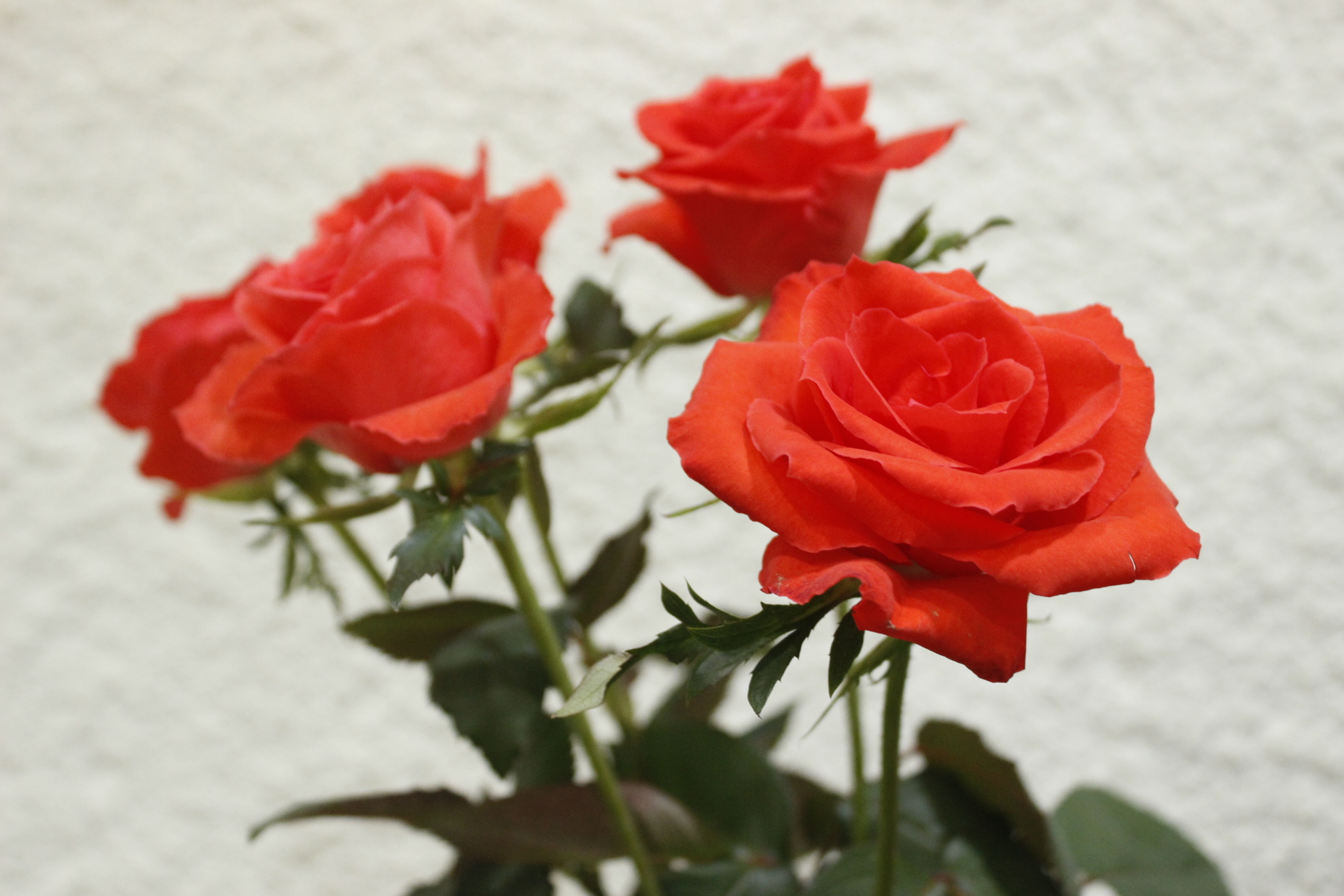 はなどんやのお花を飾る前に 生花バラの水揚げの基本 はなどんやマガジン