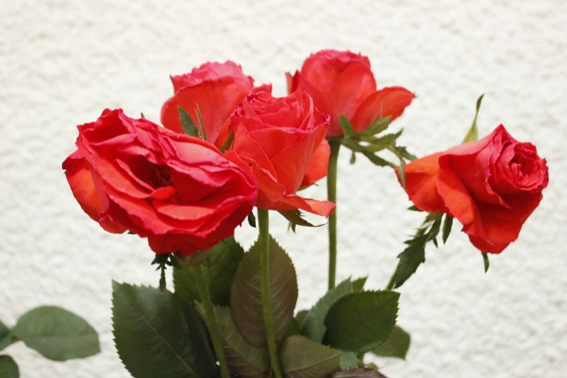 はなどんやのお花を飾る前に 生花バラの水揚げの基本 はなどんやマガジン