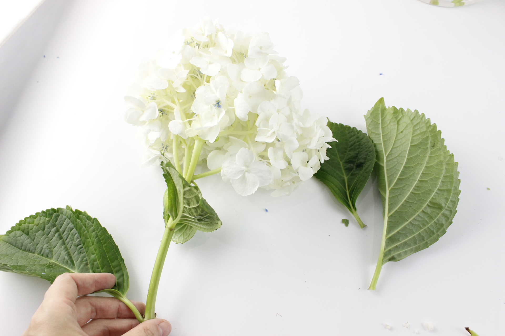 生花を飾る前に あじさいの水揚げの基本 はなどんやマガジン