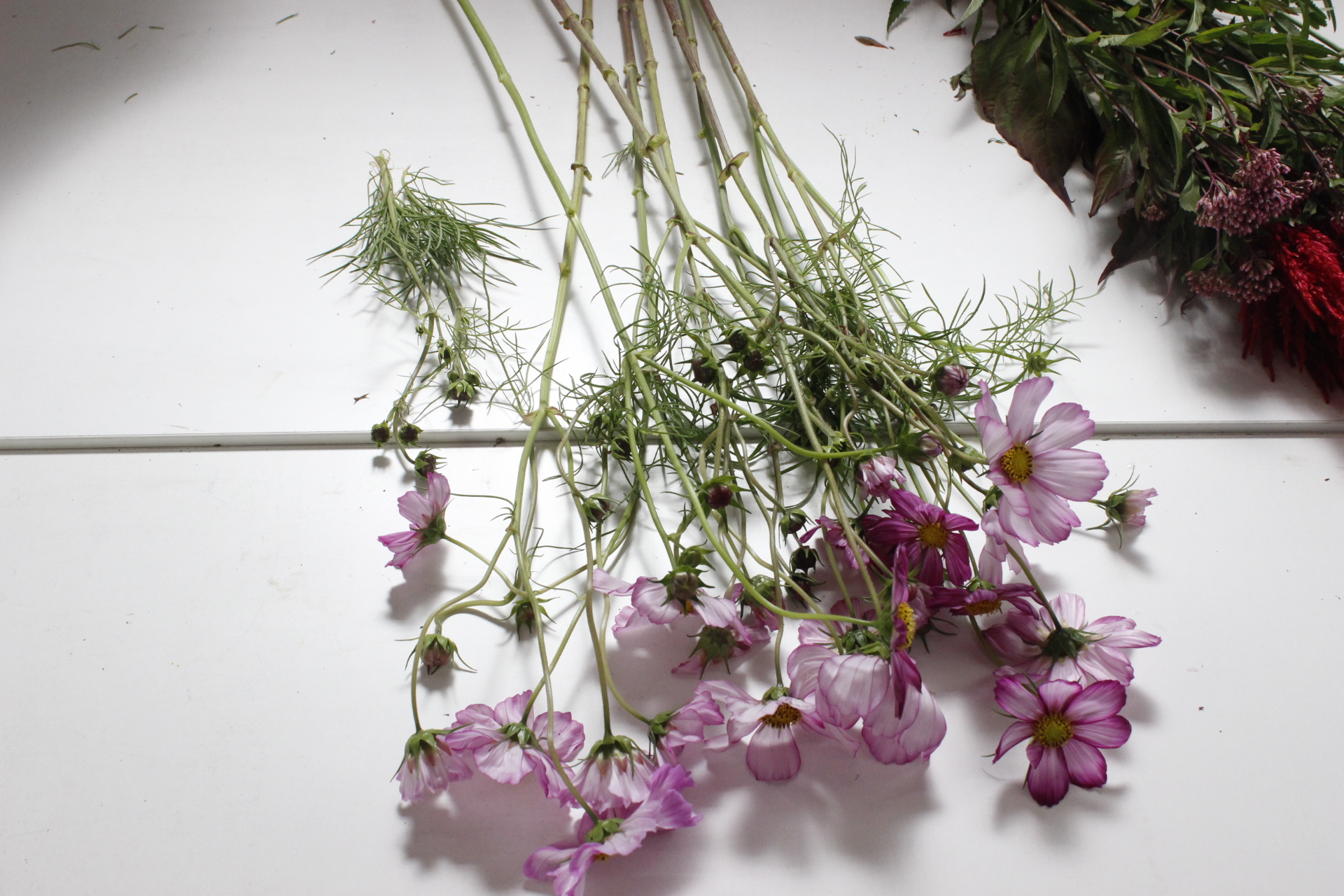 コスモス ピコティーの花束 の作り方 うきうき花レシピ はなどんやマガジン