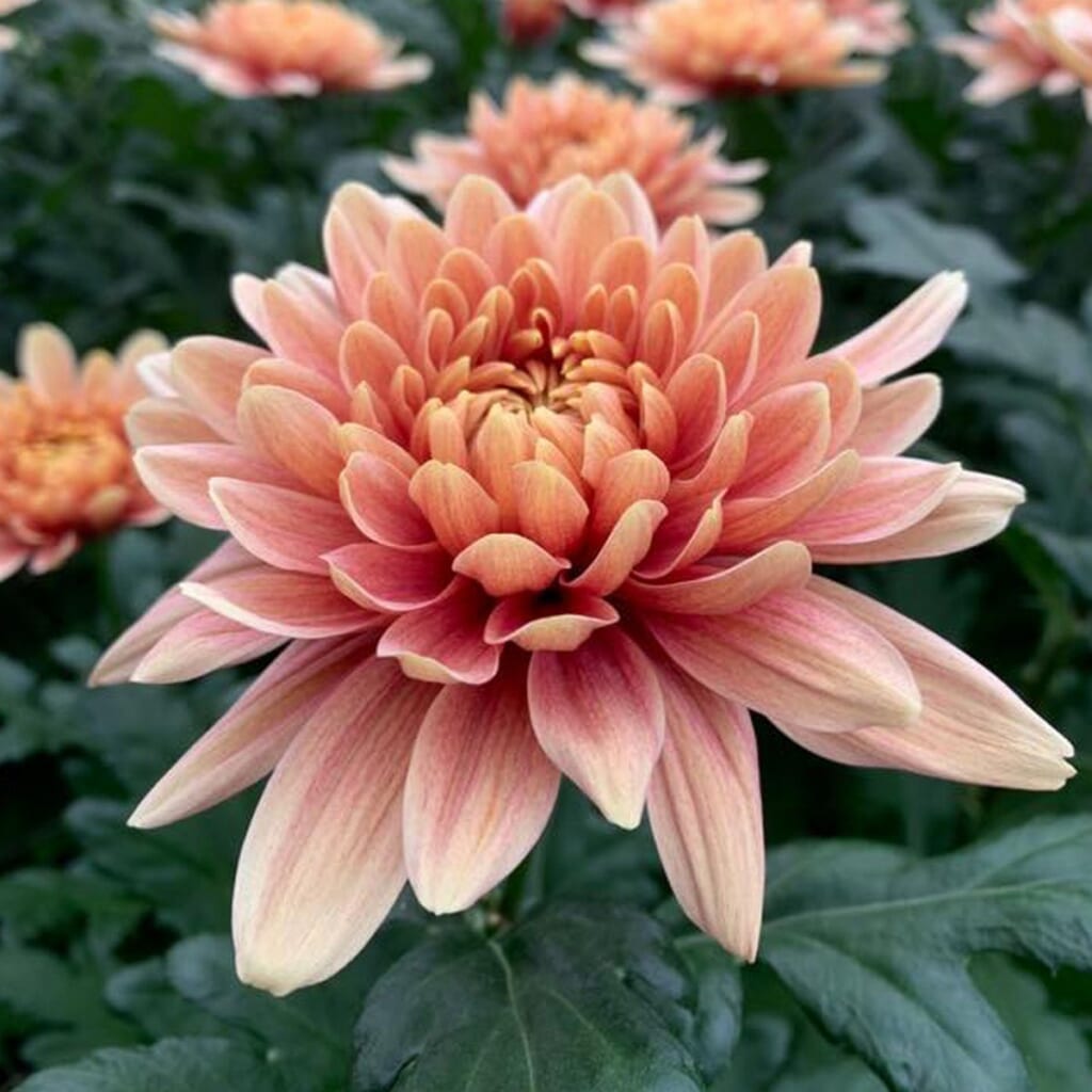 夏の菊(マム類)の季節変化について - はなどんやマガジン