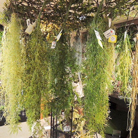造花グリーン 吊るし の簡単インテリアと壁面緑化 はなどんやマガジン