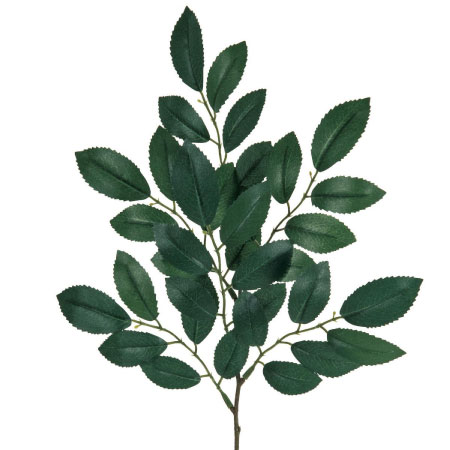 榊・シキビ