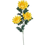 菊（マム）