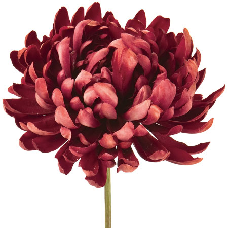 菊