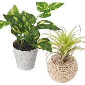 観葉植物プチプライス~2000円前後