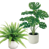観葉植物3000円前後