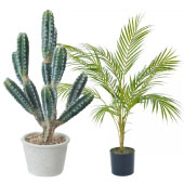 観葉植物5000円前後