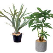 観葉植物7000円前後