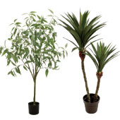 観葉植物15000円以上