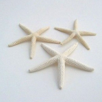 貝（シェル）・夏の小物