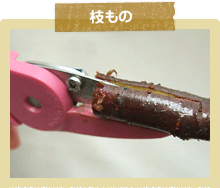 枝もの