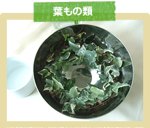 葉もの類
