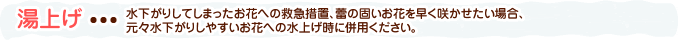 湯上げ・・・水下がりしてしまったお花への救急措置、蕾の固いお花を早く咲かせたい場合、元々水下がりしやすいお花への水揚げ時に併用ください。